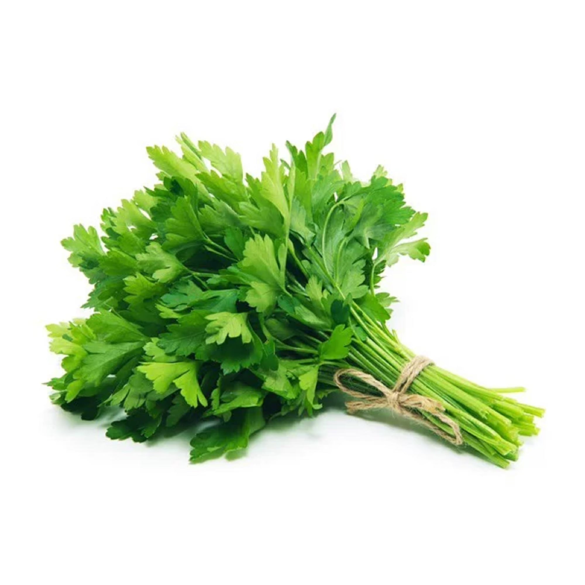 Fresh Cilantro